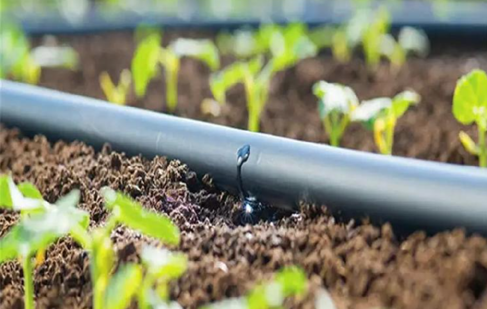 “良种良法”配套，“水肥一体化+”驱动大面积单产提升