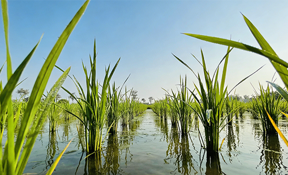 灌溉技术的演进脉络与地域适配发展研究