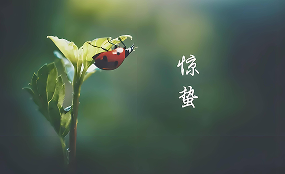 惊蛰启耕，田垄藏春